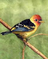 100-208 Western Tanager